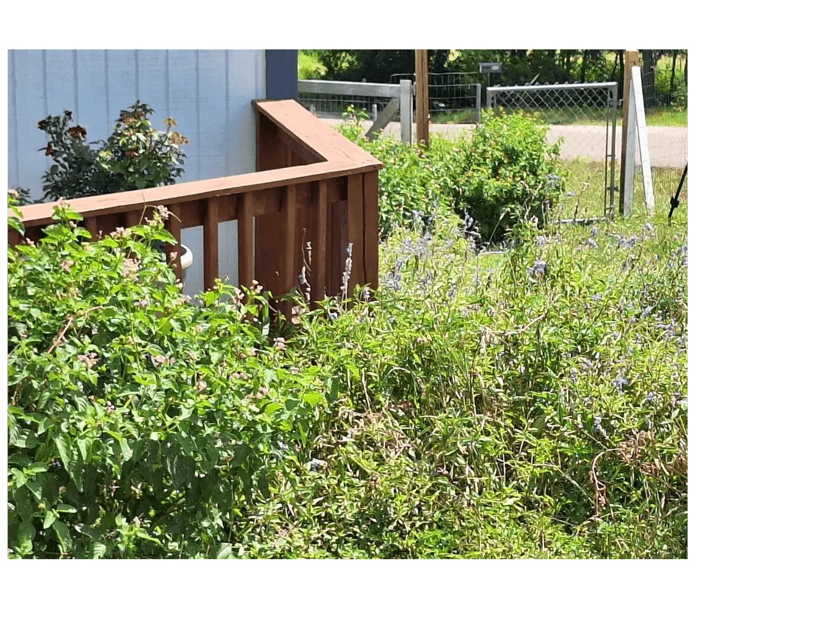 MEN ARE LIKE LANTANAS AND BLUE SAGE