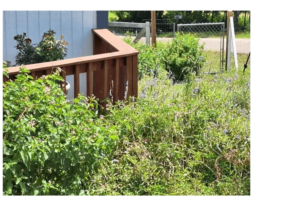 MEN ARE LIKE LANTANAS AND BLUE SAGE